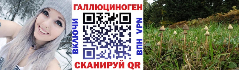 Галлюциногенные грибы Psilocybine cubensis  Ивангород 